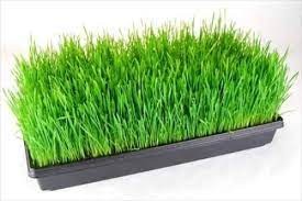 Hydroponic Grass Tray 18x24