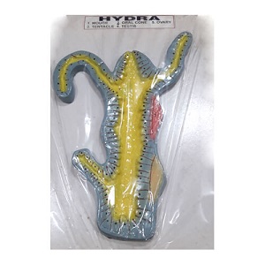 Hydra Model