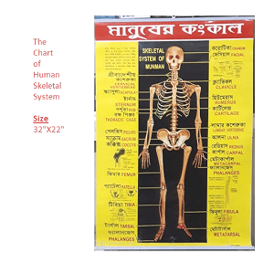 Chart of Human Skeletal System