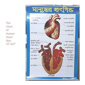 Chart of Human Heart 32×22 Inch