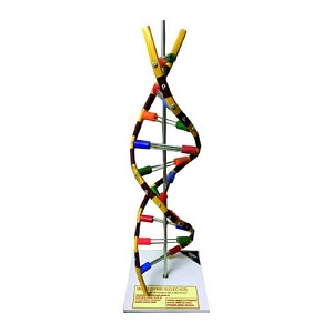 Artificial DNA Model on Stand